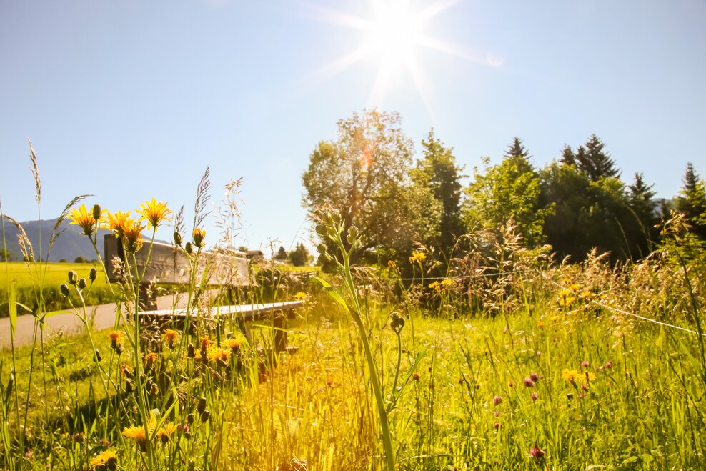 Panorama Rohrmoos | © Loretta Kvitek