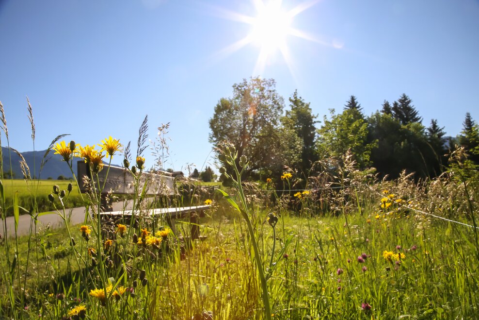 Panorama Rohrmoos | © Loretta Kvitek