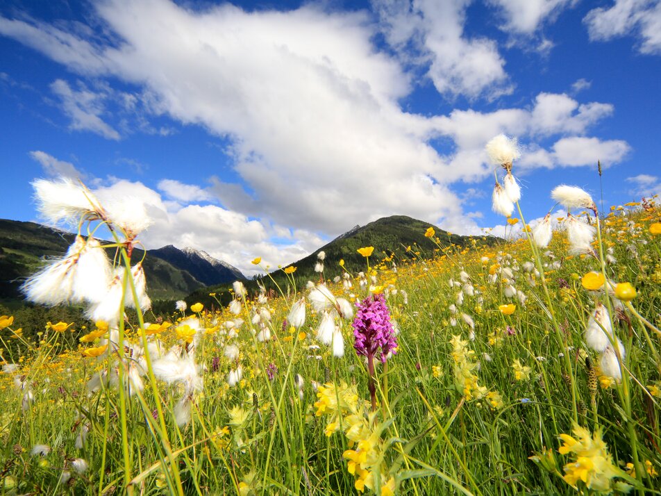 Herbal hike with Ingrid - Impression #1 | © Martin Huber