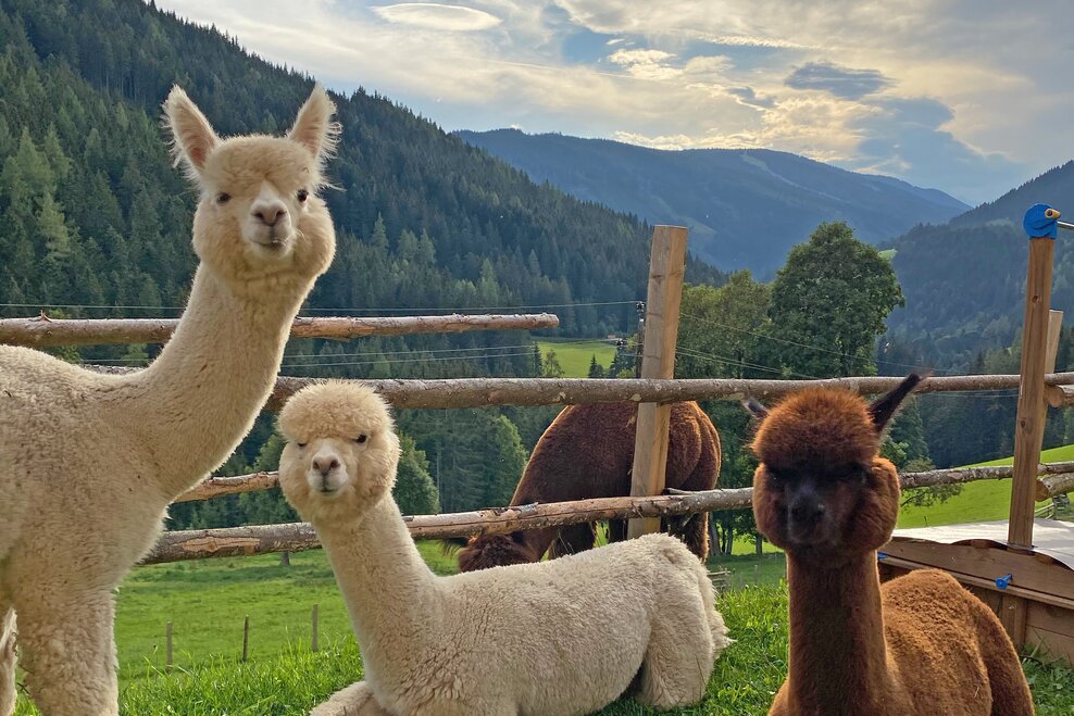 Dachstein Alpacas at Biobauernhof Grundlehner - Imprese #1.1 | © Dachsteinalpakas