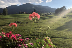 Balkonblumen App. Enzian