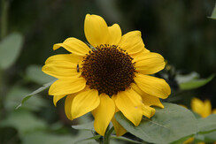 Sommer in Schladming