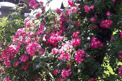 Arnoldhof Rosenblüte