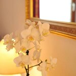 obrázek family room with bathtub, WC