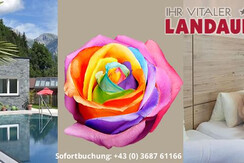 header-neu-rose-bunt