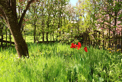 Garden flowers 3U5A7668