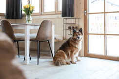 Urlaub mit Hund in den Ferienhäusern Gerhart