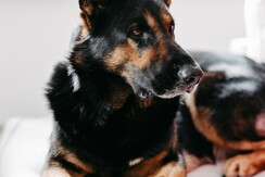 Fjell_AliceHolzfeind-136