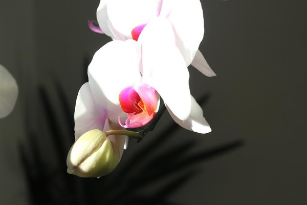 Orchidee