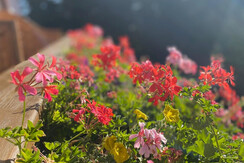 Balkonblumen