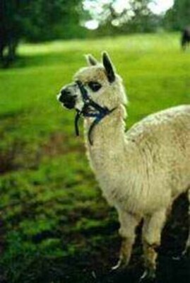 Babylama auf unserem Bauernhof