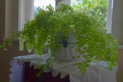 Impression Farn mSpitzendeckerl