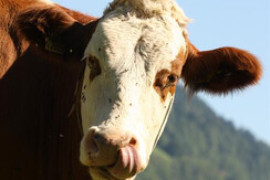 Müllnerhof 2013 478