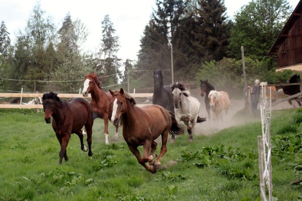 Reiterhof_Brandstätter_Ramsau_Dachstein_Bauernhof_