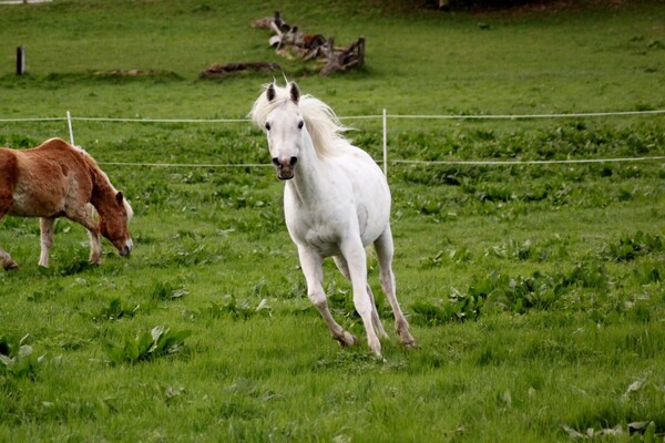 Reiterhof_Brandstätter_Ramsau_Dachstein_Bauernhof_