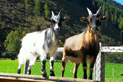 Ziegen am Sattlehnerhof