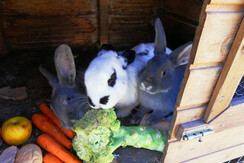 Hasen am Sattlehnerhof