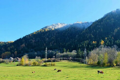 Auf der grünen Weide
