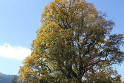 Herbstfotos Sonnwendhof 2015 015