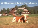 Willkommen beim Steinbauer