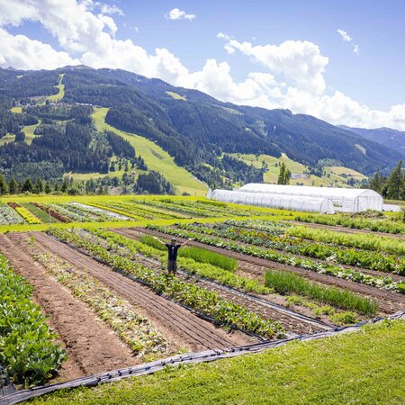 © Netzwerk Kulinarik/wildbild.at