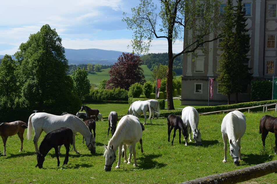 Lipizzaner Stud Farm Piber - Imprese #1 | © Spanische Hofreitschule - Lipizzanergestüt Piber GöR 